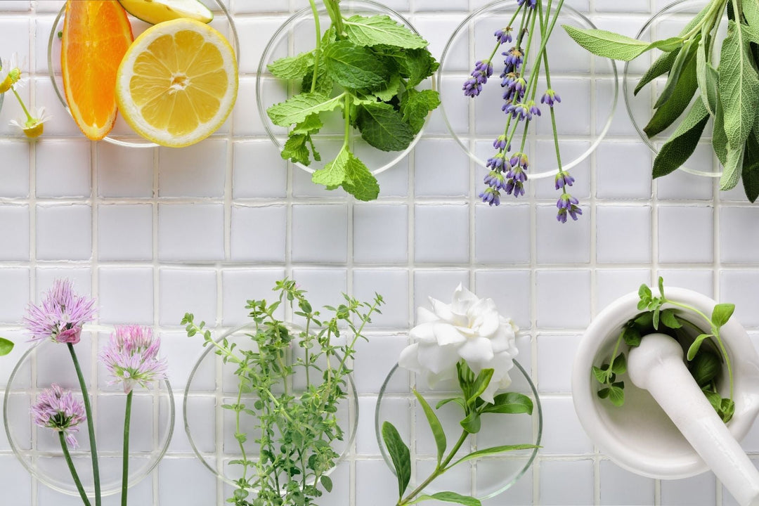 several plants that deliver beneficial natural botanical extracts for hair and skin health