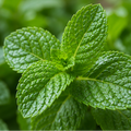 Sweet Mint